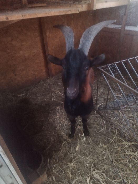 Vând Țap Alpin in vârsta de 1 an