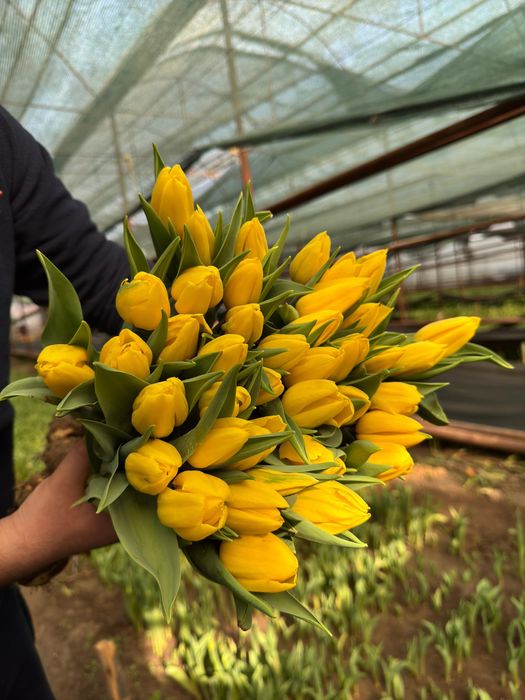 Тюльпаны оптом от 430тг
