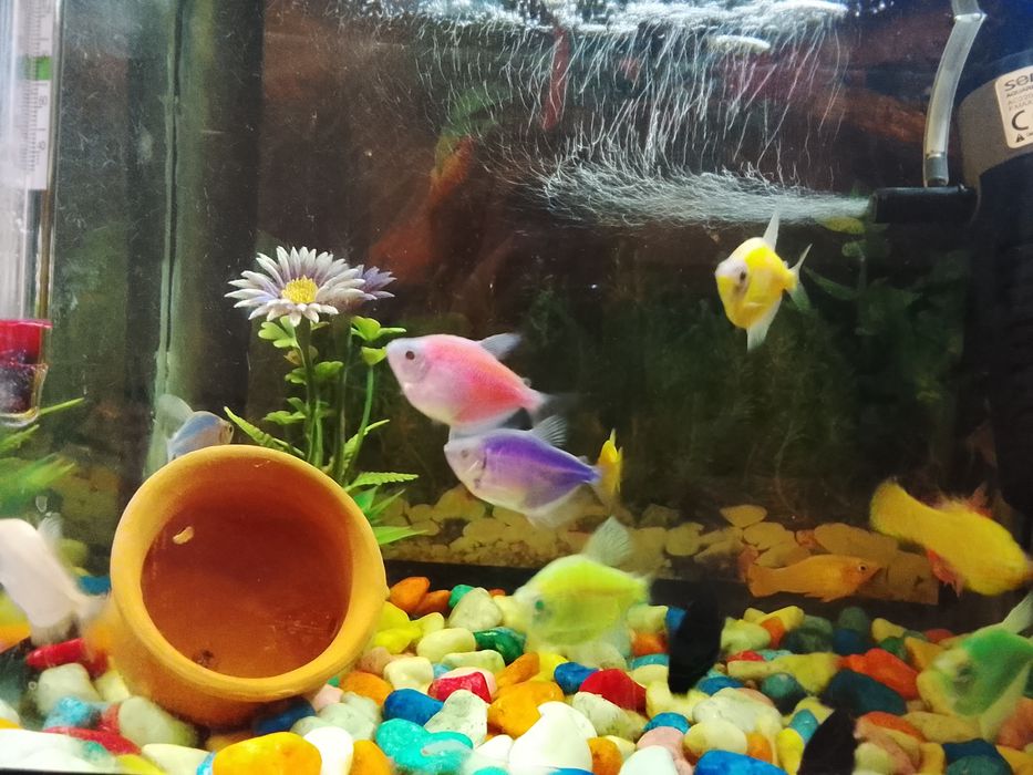 Akvarium mirni baliqlar sotiladi