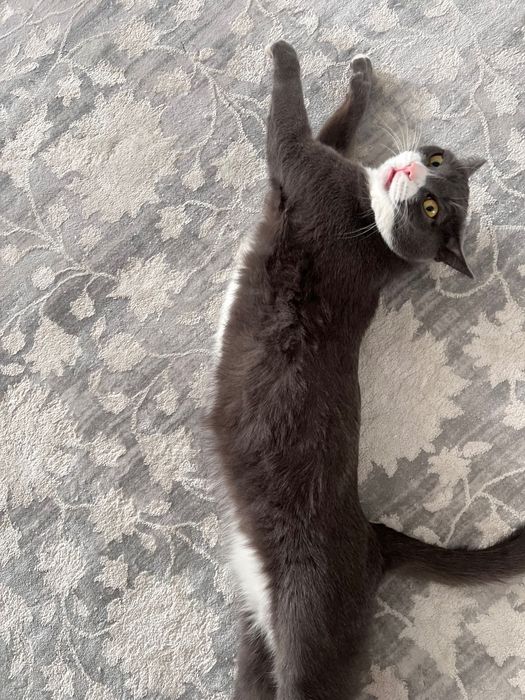 Пристраиваю красивую кошечку