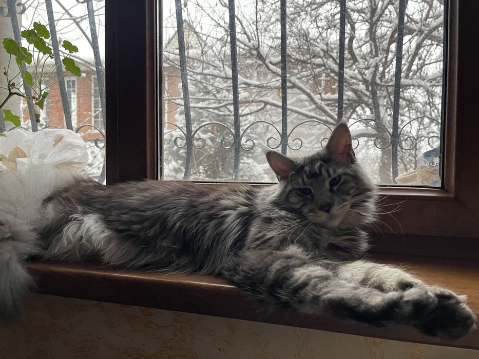 Вязка  кота Мейн Кун