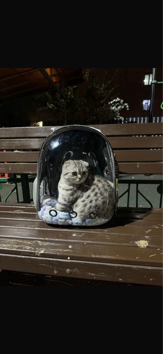Шотландская кошка