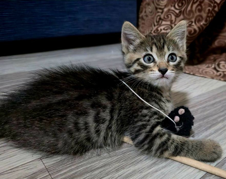 Котенок ищет семью!
