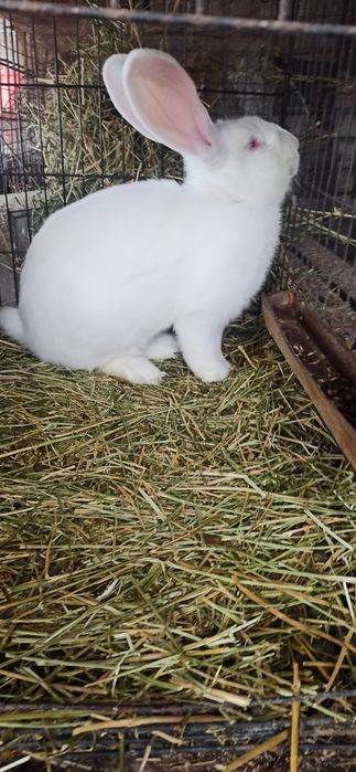 Uriaș alb mascul 8 luni.