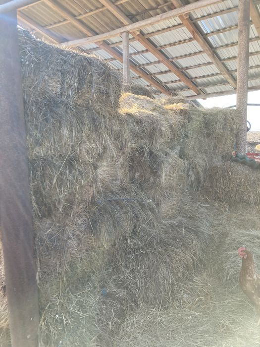 De vanzare baloti fan