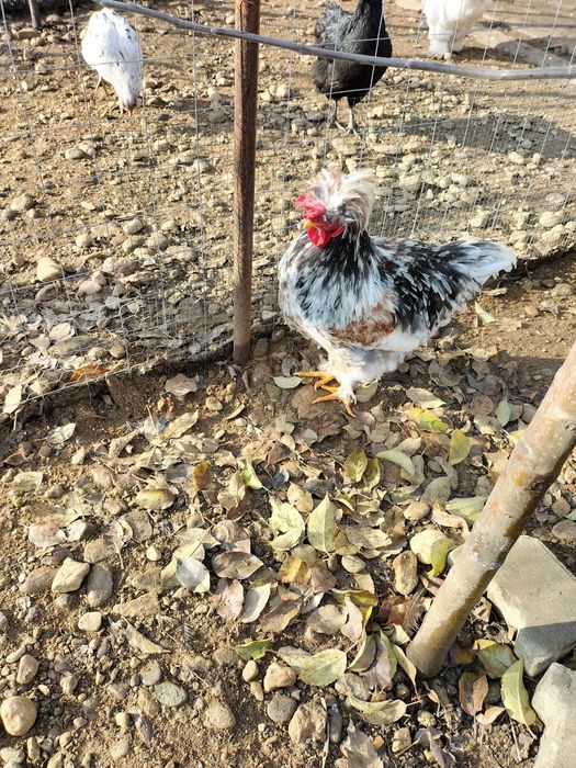 Vând cocoș moțat pe alb,