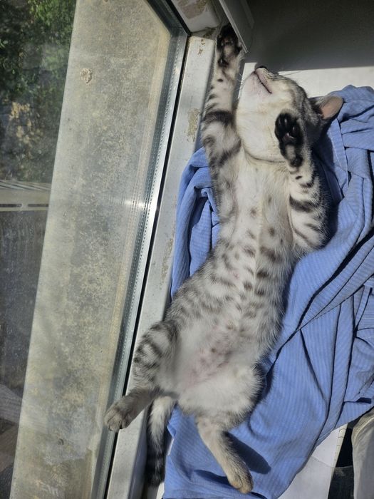 Котенок даром в добрые руки