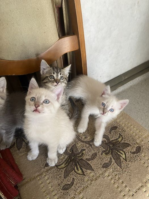 Отдам котят в хорошие руки