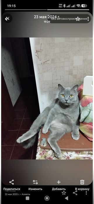 Отдам кота в добрые руки