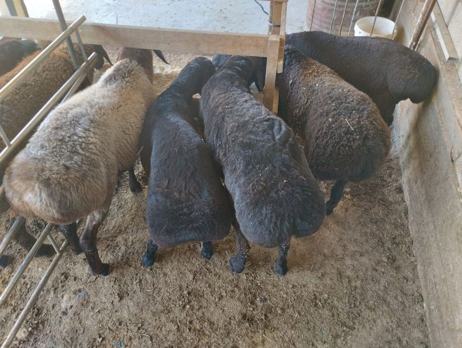 Қойлар бар , бордақы.