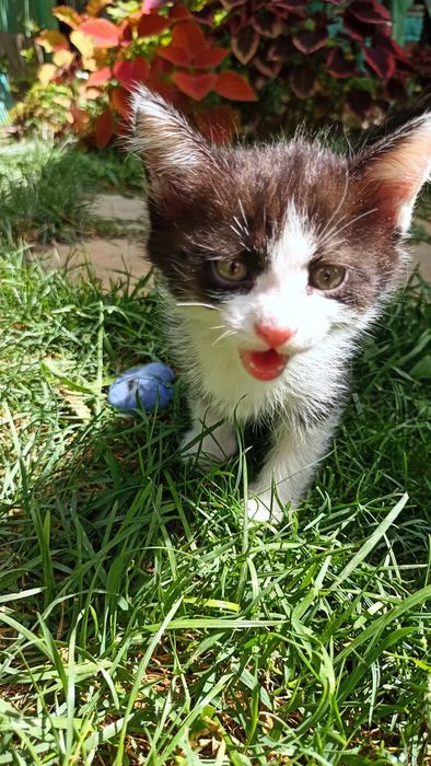 Котята отдам в хорошие руки
