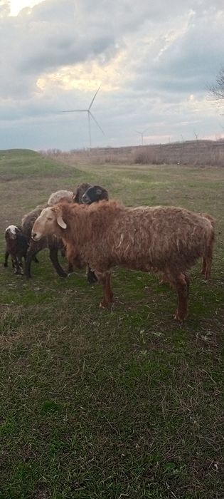 Баран на разведение