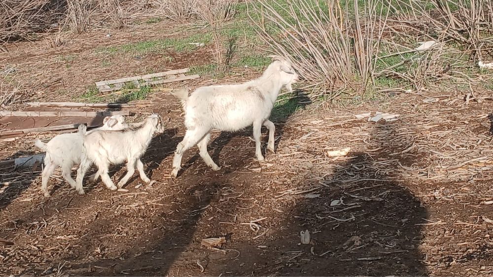 Занен ешкі 2 лағы бар