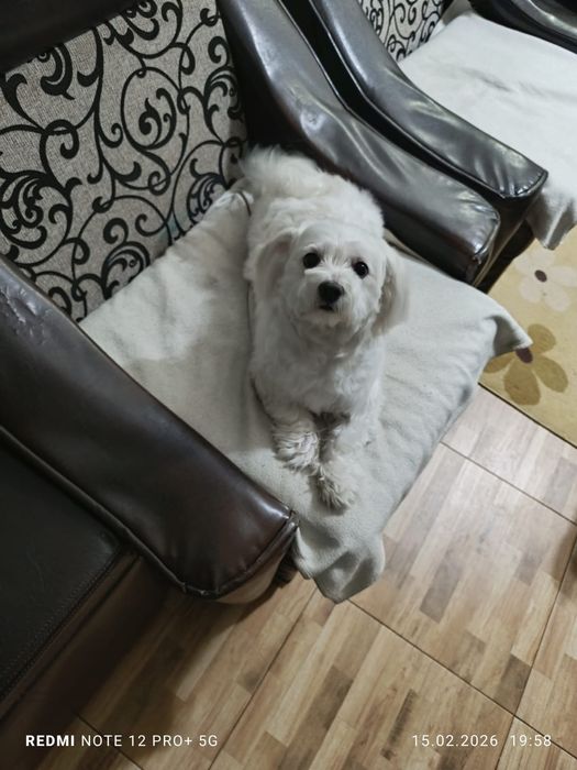 Ofer spre adopție-Bichon Maltez