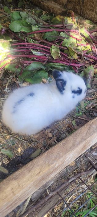 Кролики декоративные