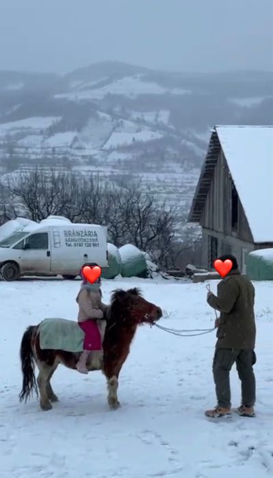 Vand ponei 3 ani jumate sau schimb pe vitei