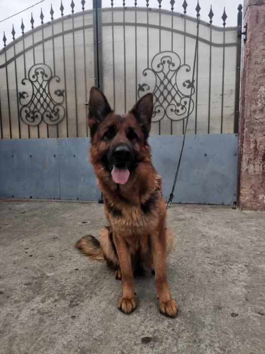 Pui ciobănesc german