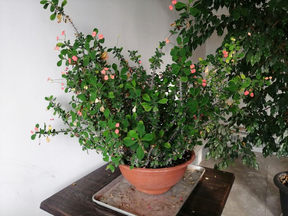 Авокадо, Фикус и прочие Комнатные растения