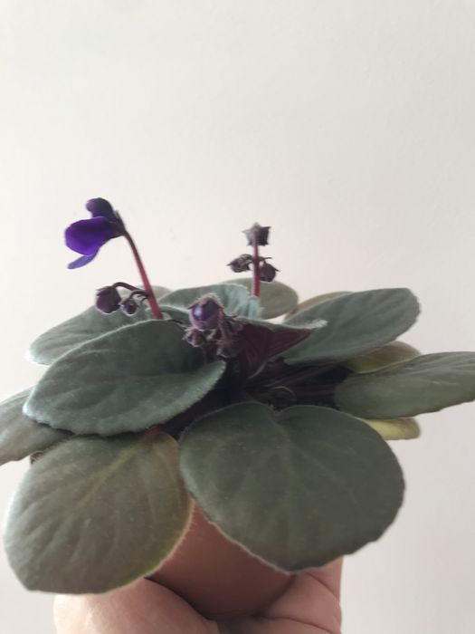 Фиалка комнатная