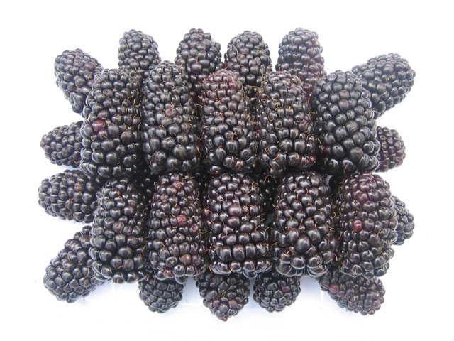 Къпина  - Гигантска и сладка  - Налични 7 сорта Разсад