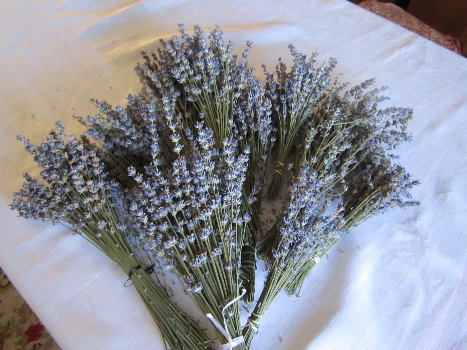 Butasi de lavanda si tufe