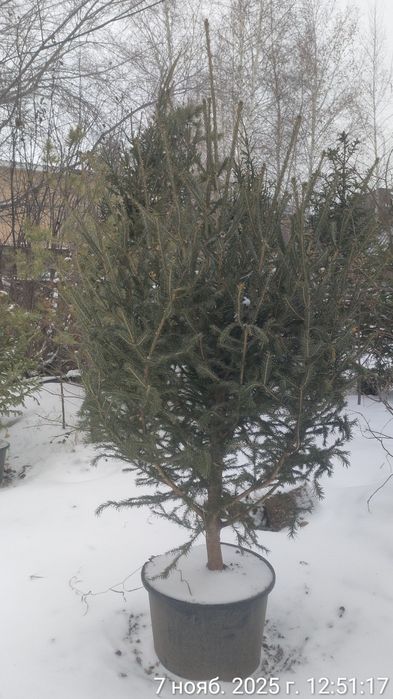 Живые Новогодние ёлки