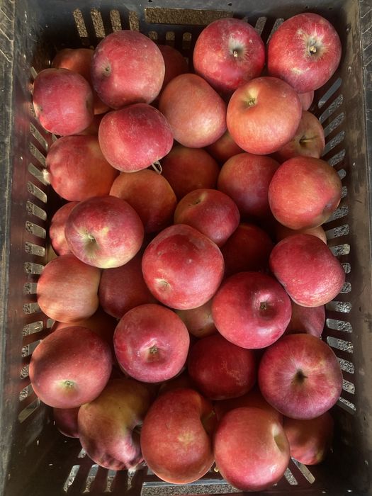 Продам яблоки Айдарет