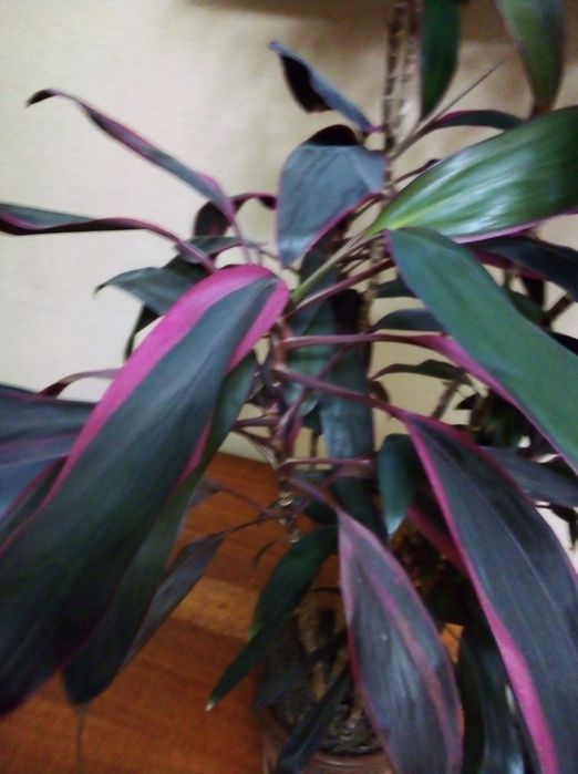 Растения для офиса