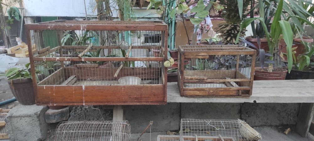 Клетка ,катаклар