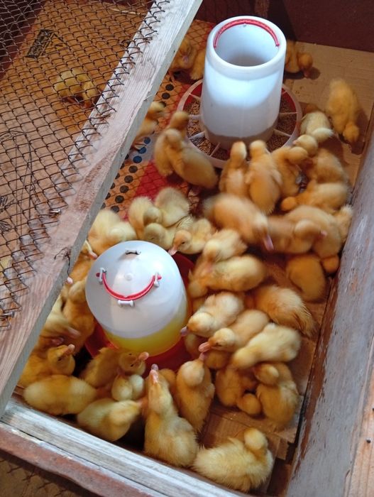 Үйрек балапаны Агидель