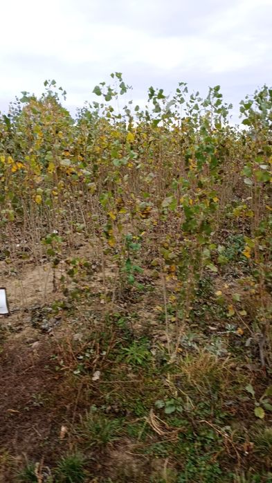 Puieți salcâm frasin fag carpen ulm plop mesteacăn brad molid Tei arin