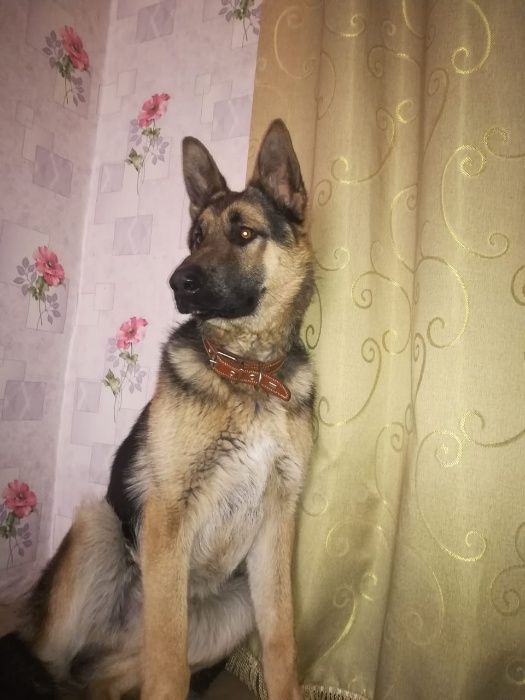 кобель немецкая овчарка вязка