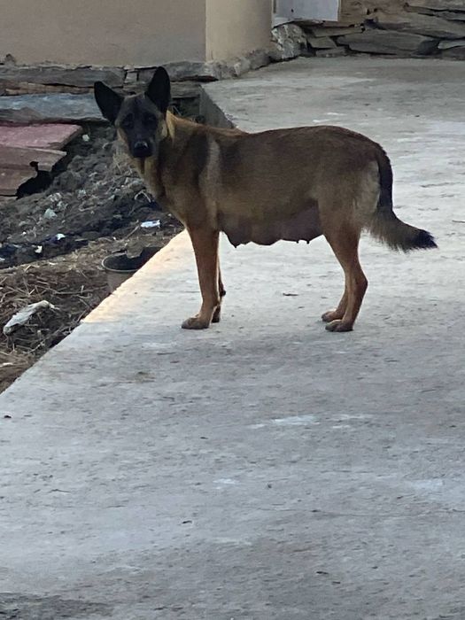 Продается малинуа/Sotiladi malinua