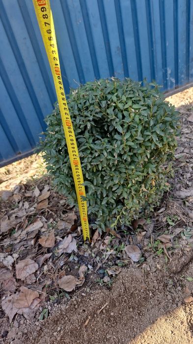 Самшит, взрослые куски