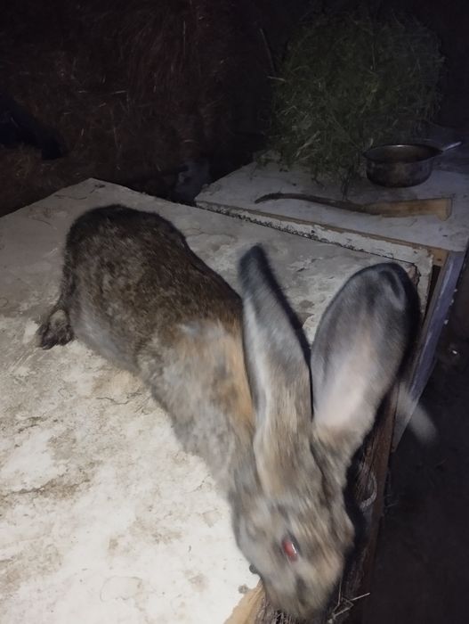 11 kun 11 kecha porno onlayn