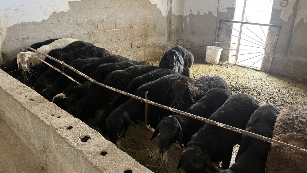 Токты кошкарлар семиз