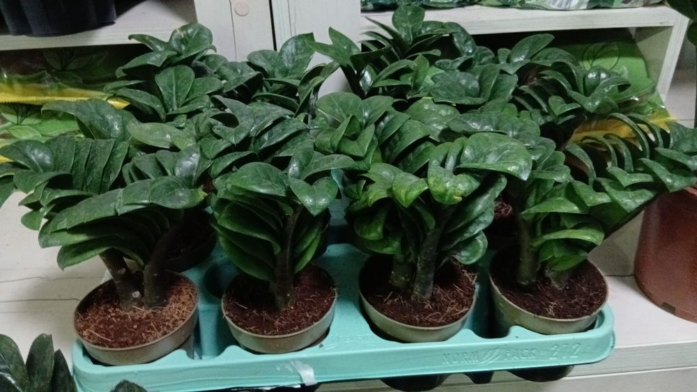 Замиакулькас зензи