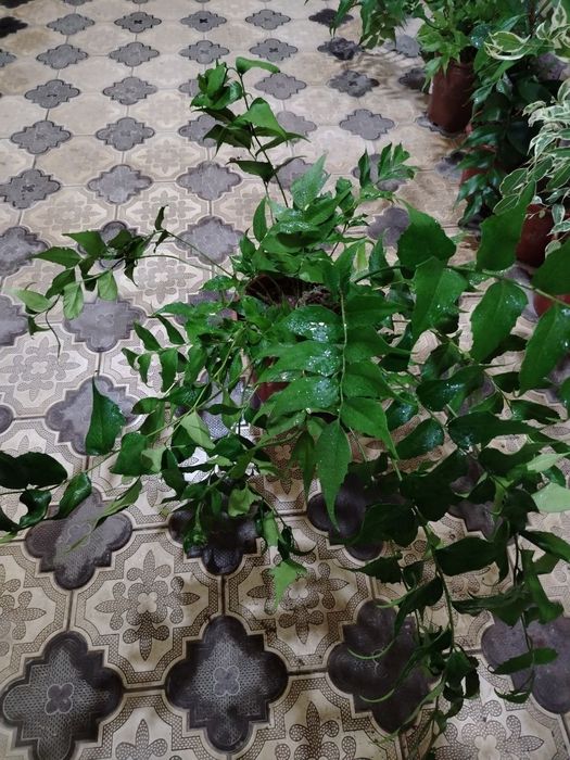 Комнатные растения, цветы, Honaki gullar, Optom va donaga, Gul, Цветы