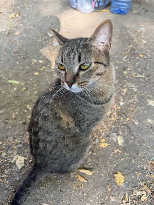 Котята бесплатно