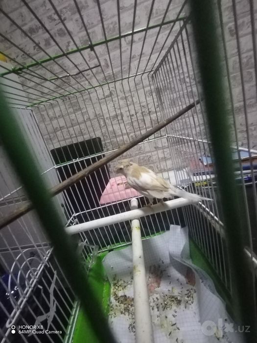 Канарейкы канарейка