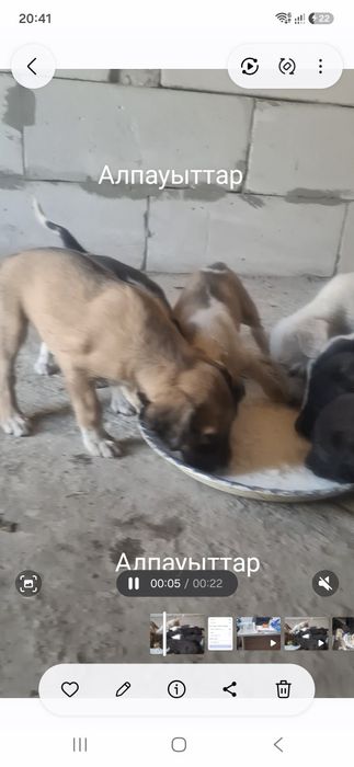 Тазы кушык сатамын