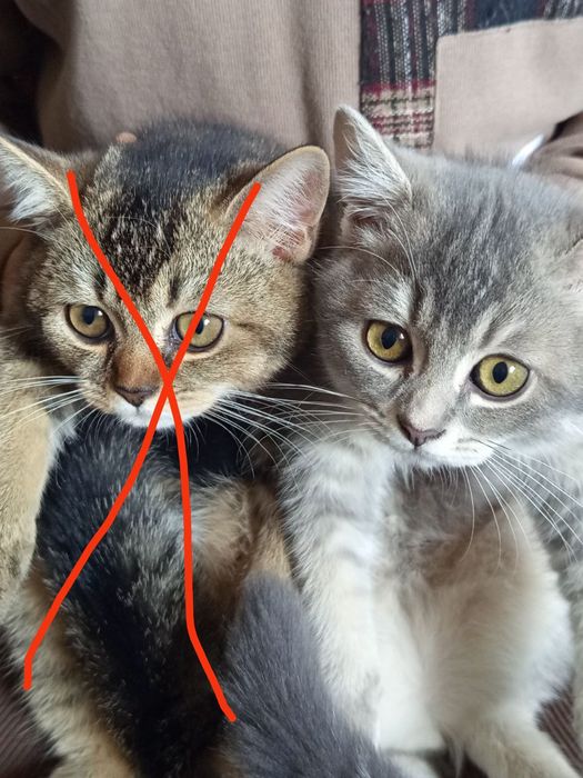 Шотландский кароткашёрстий