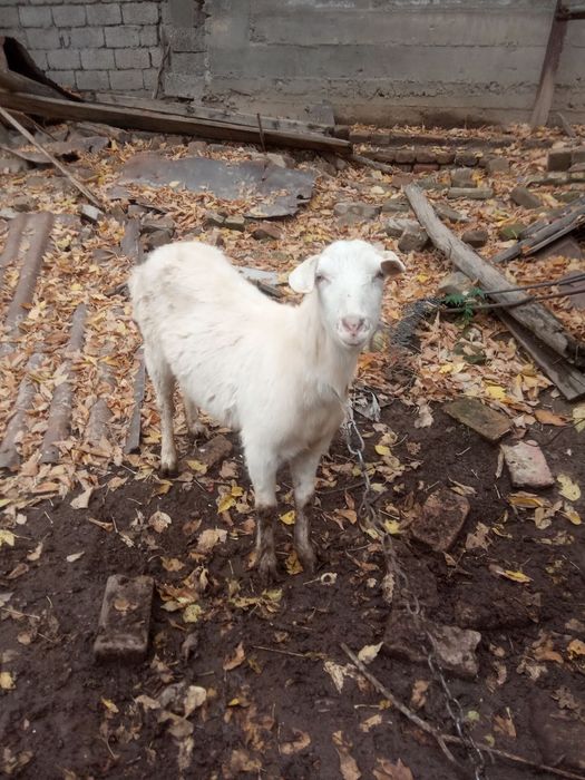 Продаются молодые козочки породыстые