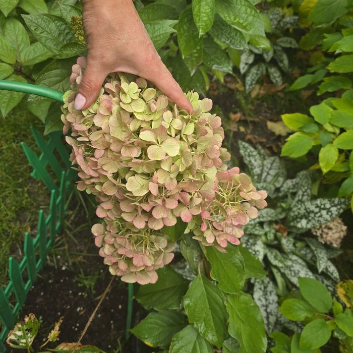 Гортензии метельчатые, древовидные