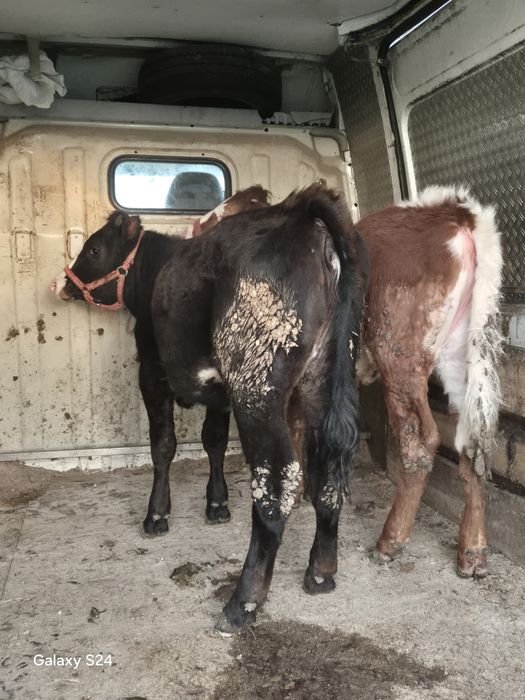 De vânzare 2 vitele bălțate