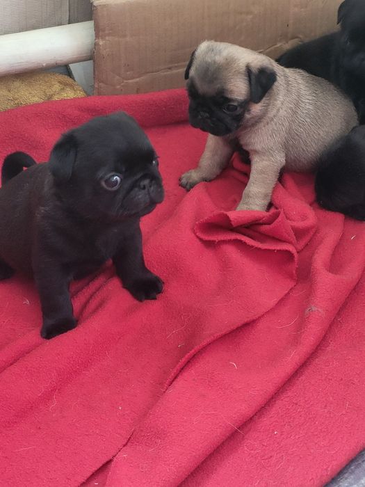 Продаются щенки мопса