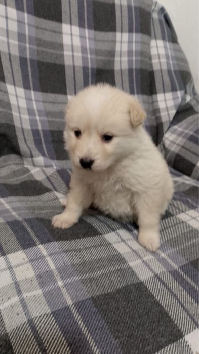 Щенята бесплатно