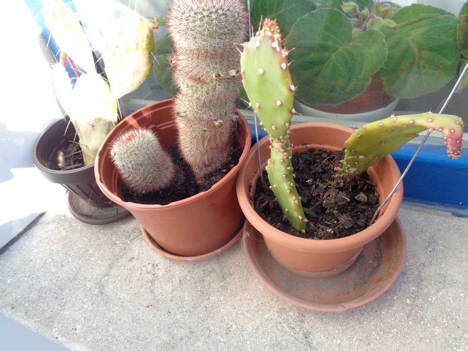 vind  plante cactusi