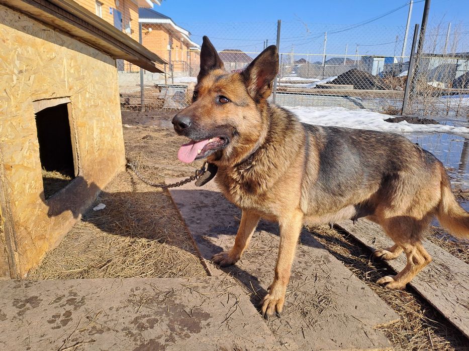 Отдам щенков в хорошие и добрые руки