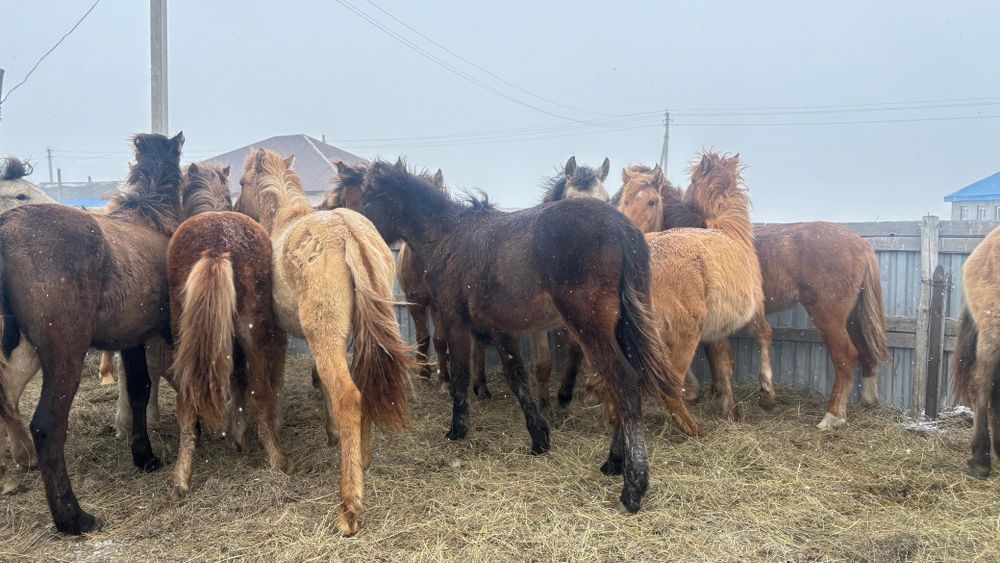 Жабағылар ауыстырылады 20 бас ұрғашы